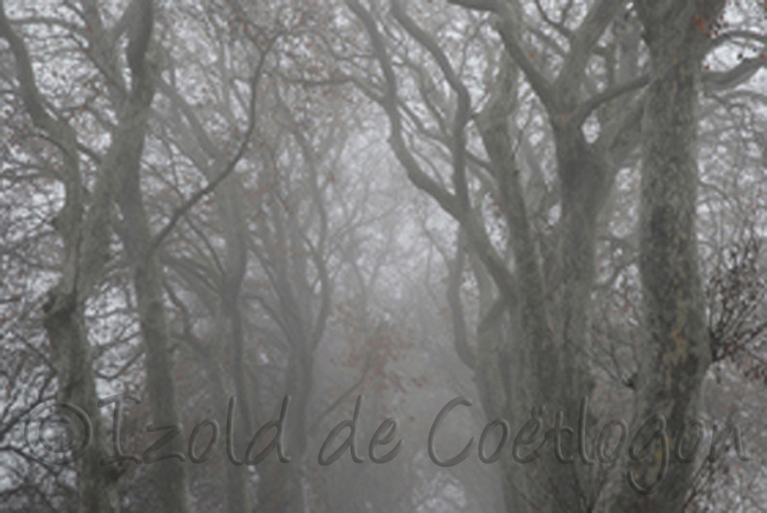 photos de platanes dans le brouillard