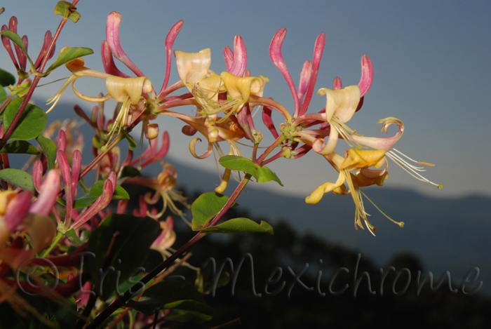 photo de ch&egrave;vrefeuille