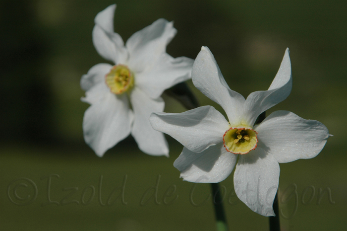 photo de narcisse du po&egrave;te