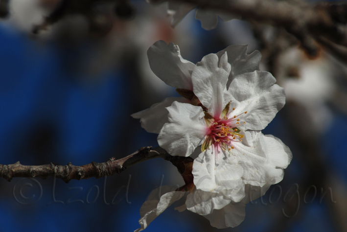 photo de rosac&eacute;e