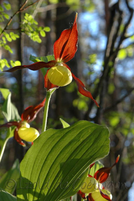 photo de sabot de v&eacute;nus