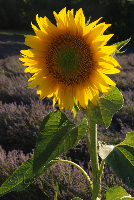 photo de tournesol et lavande