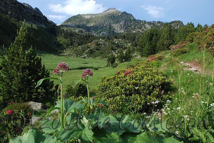 Pic de Courtal Subra