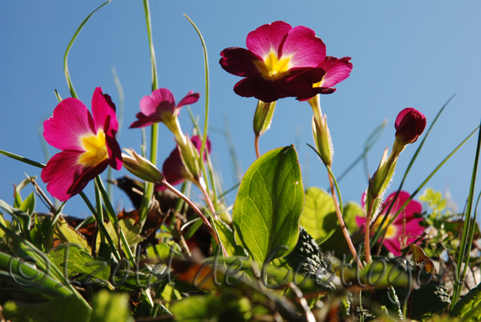 photo de primev&egrave;res
