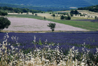 photo de Provence