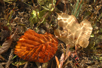 photo de feuilles à l'automne