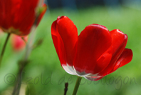 photo de tulipe
