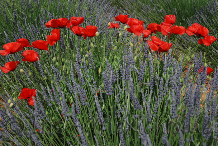 photo de lavande et coquelicots
