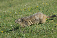photo de marmotte
