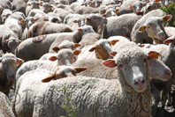 photo de moutons